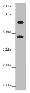 SLC39A4 Antibody