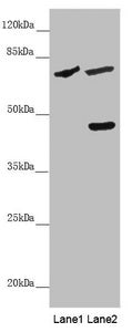 SLC39A4 Antibody