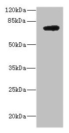 DARS2 Antibody