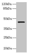 WDR74 Antibody