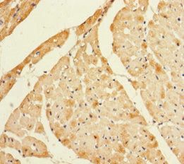 LYZL1 Antibody
