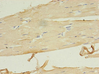 LRRN1 Antibody