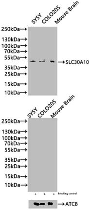 SLC30A10 Antibody
