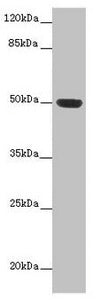 HTR3D Antibody