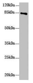 DHX32 Antibody