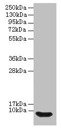 Defb14 Antibody