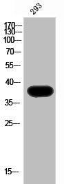 PRKAG1 Antibody