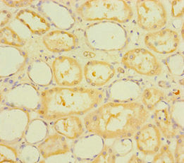 RUFY4 Antibody