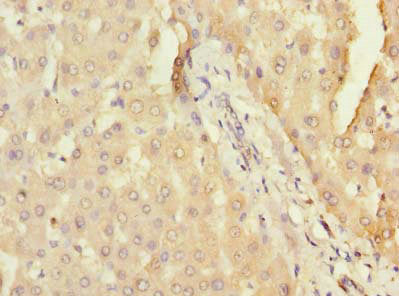 DHX30 Antibody