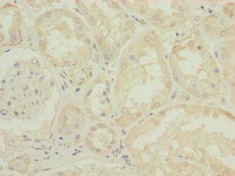 DPH6 Antibody