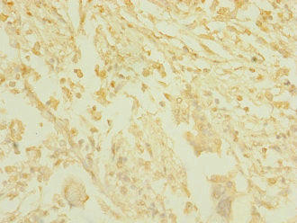 TAS1R3 Antibody