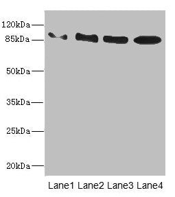TAS1R3 Antibody