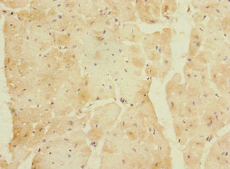 ETFRF1 Antibody