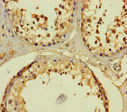 FAM166A Antibody