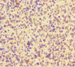 FAM117B Antibody