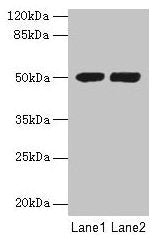 TUBA3E Antibody