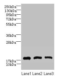CNIH2 Antibody