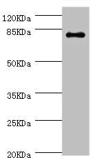 GBE1 Antibody