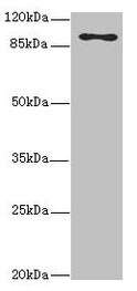 MTHFD1L Antibody