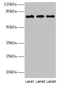 KIRREL2 Antibody
