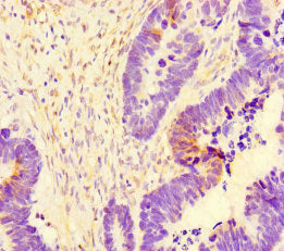 SYT10 Antibody