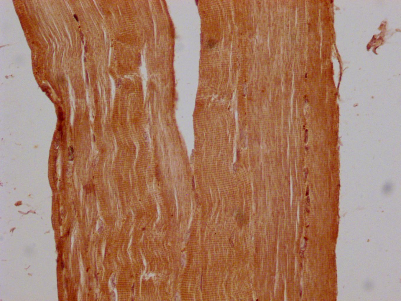 BTN2A1 Antibody