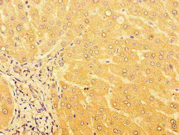 GPR179 Antibody