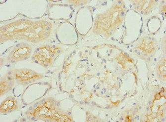 IGFL3 Antibody