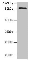 inlA Antibody