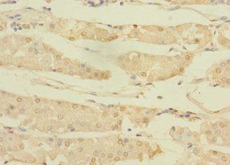 ASTL Antibody