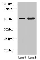 KRT80 Antibody