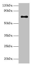 Adck2 Antibody