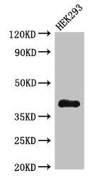 DHRS13 Antibody