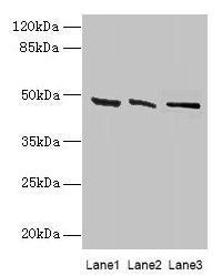 HSDL2 Antibody