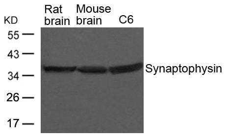 SYP Antibody