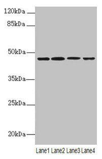 NAPEPLD Antibody