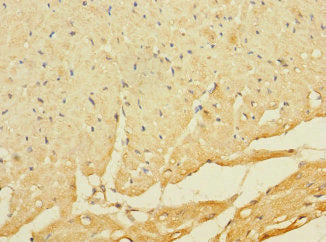 C8orf74 Antibody