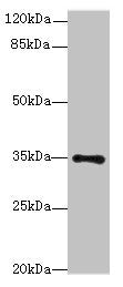 MED27 Antibody