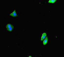 DTX4 Antibody