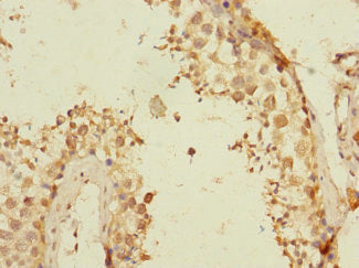 TEX43 Antibody