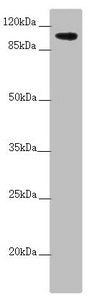 TTLL7 Antibody
