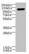 STOX1 Antibody