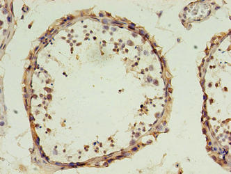 DPPA4 Antibody