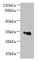 ARMCX6 Antibody