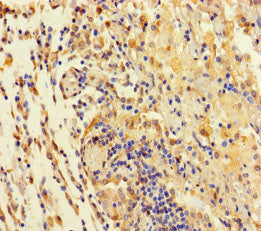 TAS2R42 Antibody