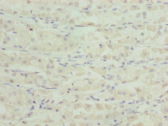 TSPAN33 Antibody