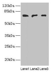 PLCZ1 Antibody