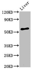 AMIGO2 Antibody