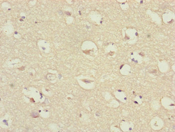 CEP57 Antibody