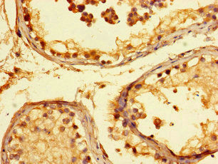 KANSL1 Antibody